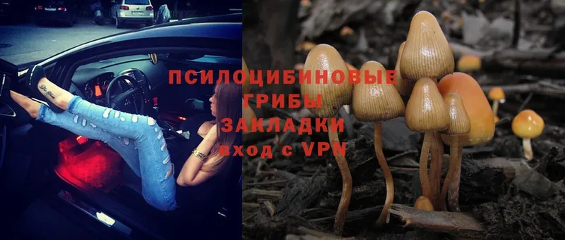 Псилоцибиновые грибы Psilocybe  Киселёвск 